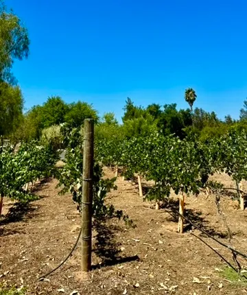 Vineyards in our community