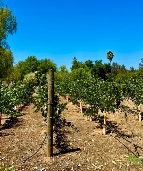 Vines growing in farm in rural Escondido