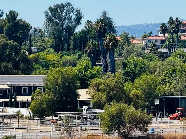 Horse stables and fenced paddocks surrounded by mature trees in rural Escondido.