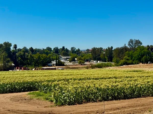 Green crops and a curving dirt farm road in rural Escondido, with homes and trees beyond the field.